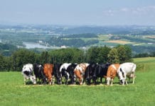 Hohe Milchleistung und Fitness kein Widerspruch