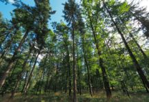 Waldverband: Holz nutzen, um das Klima zu schützen