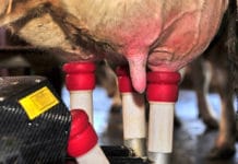 Milchleistung stieg 2020 um 104 kg je Kuh