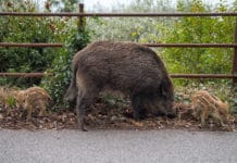 ASP-Vorsorge: Biosicherheit in Kompostieranlagen