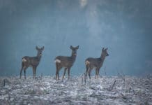 Die Jagd nützt Ressourcen und schützt Lebensräume für Wildtiere