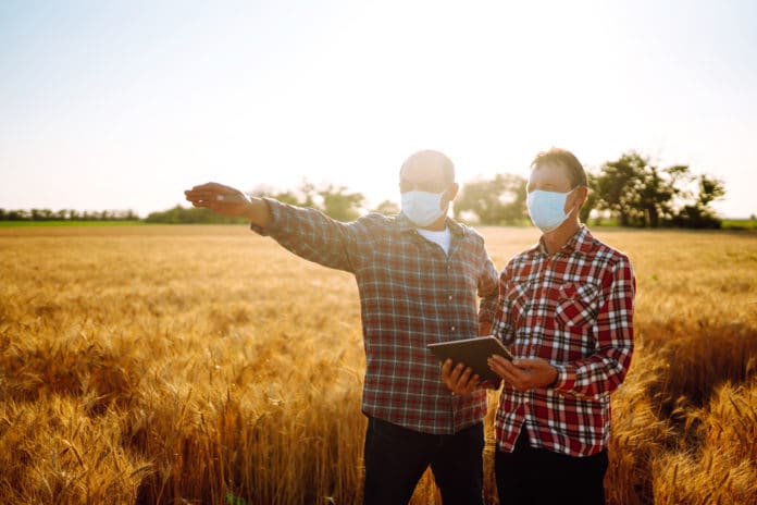 Farmers In Sterile Medical Mask Using Digital Tablet In Field Of Wheat. Covid 2019. Agriculture And Harvesting Concept.