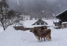 Wegen Schnee: 125.000 Liter Milch nicht abholbar