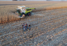 Druschrekord im Körnermais