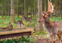 Wildschäden schwächen den Wald
