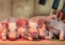 20 Mio. Euro Verluste für OÖ. Ferkelerzeuger