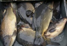 Anstieg bei Speisefisch-Produktion in heimischen Auqakulturanlagen