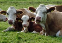 Rinder: Mehr Plus für einen ganzen Sektor