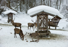 Was Hirsch und Reh im Winter brauchen