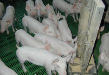 70 Millionen Euro Verlust am Schweinemarkt