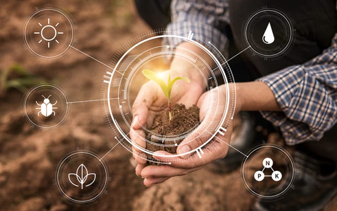Smart Farming With IoT,Growing Corn Seedling With Infographics.