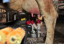 „Digitaler Kuhstall“ ist nicht mehr wegzudenken