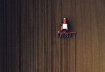 Maisanbau gewusst wie