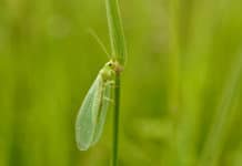 Natürliche Fressfeinde aus dem Labor