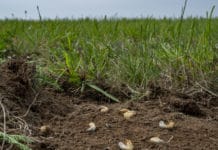 ÖKL-Webinar: Engerling im Grünland – Prävention und Bekämpfung