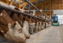 Viel ist nicht immer besser