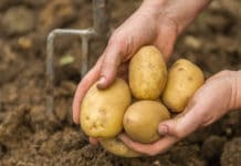 Erdäpfel in der Krise: Appell an Handel und Konsumenten