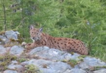 Luchs in Tirol erstmals, Wolf erneut nachgewiesen