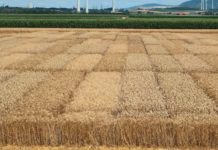 Hagelversicherung: Der Klimawandel fordert auch die Pflanzenzüchtung heraus