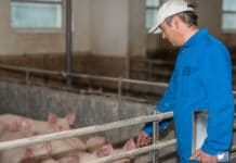 Was Schweinehalter über die Afrikanische Schweinepest wissen müssen Schweineseuchen