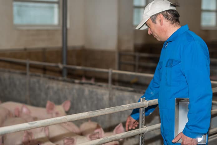 Schweineseuchen