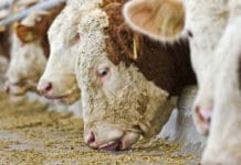 Bedarfsgerechte Mastrationen