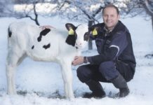 Kalbfleischabsatz im Land im Aufwind