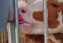 Berglandmilch auch für Kälber