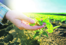 Spitzensorten bei Sojabohne und Mais!