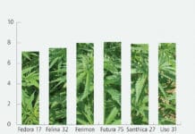 Saatstärken und Sortenversuch: Neues aus und über Hanf(thal)