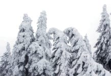 Kalamitätsabschlag von 30 Prozent beim Einheitswert Forst