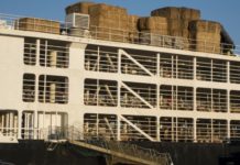 Rinder-Drama im Mittelmeer