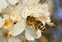 Franzosen fordern Reduktion von Pflanzenschutzmitteln