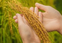 Bakterium schützt Reispflanzen