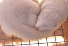 Dänemark: Milliarden-Entschädigung für Nerzzüchter