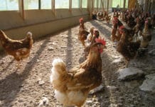 In Risikogebieten gilt jetzt die Stallpflicht