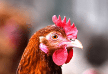 Neue Vogelgrippefälle zwingen Geflügel in die Ställe