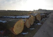 Submission brachte Spitzenpreise: Teuerster Stamm war eine Walnuss