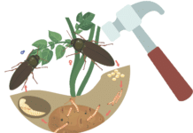 Dem Drahtwurm nachhaltig den Garaus machen