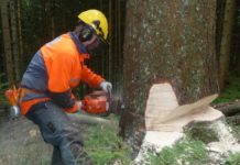 Waldarbeit: Gefahr ist immer dabei