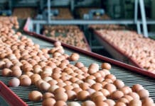 ZAG-Obmann Karlhuber: Bodeneier im Überfluss