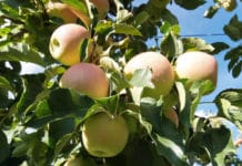 Heimischer Apfelmarkt entspannt – Großhandelspreise bleiben fest