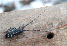 Aufatmen in Gallspach: Aus für Holz-Schädling