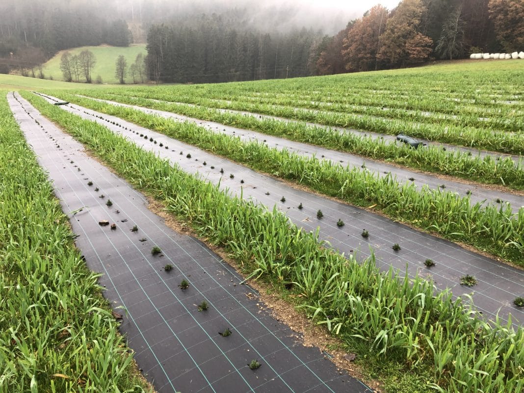 Lavendel Feld Thaller November Mit Grünstreifen In Sarleinsbach©Biokompetenzzentrum Schlägl