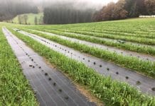 Lavendel aus dem Mühlviertel