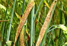 Pflanzenschutz: Immer weniger Wirkstoffe