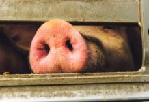 Ab sofort Corona-Verlustersatz für Schweine- und Hennenhalter