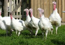 Österreich ist Vorreiter in der Putenhaltung