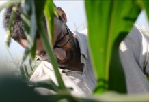 Entblättert im Handumdrehen