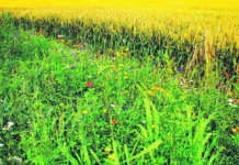 Brummende Vielfalt dank vieler Blühflächen